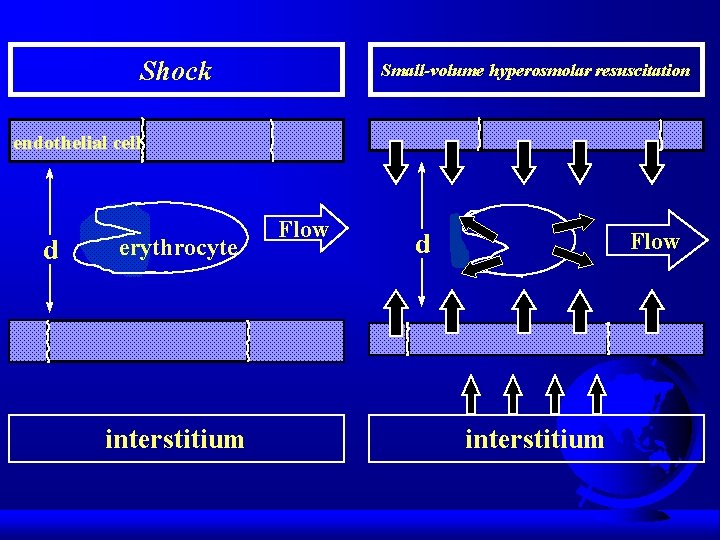Shock Small-volume hyperosmolar resuscitation endothelial cell d erythrocyte interstitium Flow d interstitium 