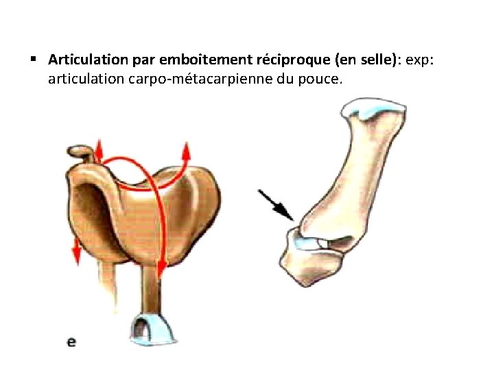 § Articulation par emboitement réciproque (en selle): exp: articulation carpo-métacarpienne du pouce. 