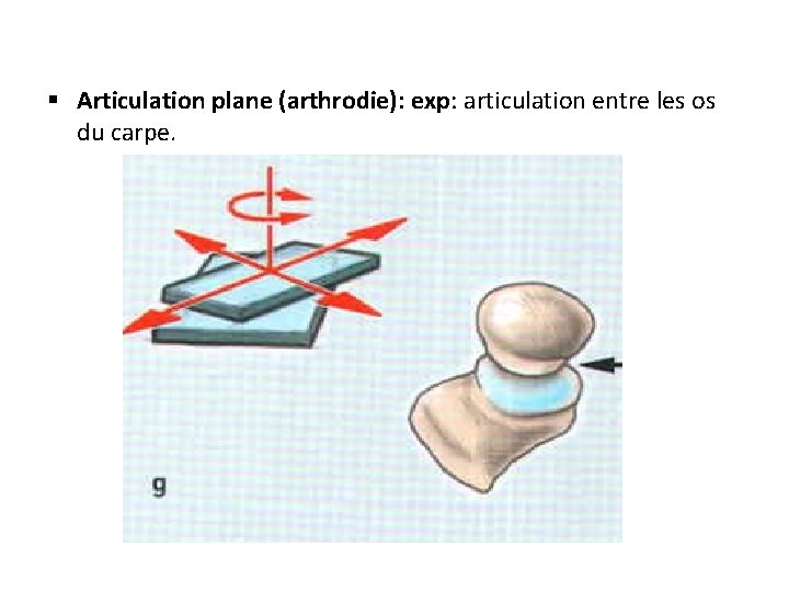 § Articulation plane (arthrodie): exp: articulation entre les os du carpe. 