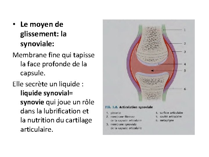  • Le moyen de glissement: la synoviale: Membrane fine qui tapisse la face