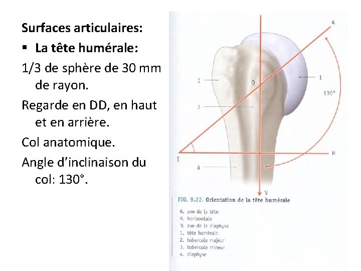 Surfaces articulaires: § La tête humérale: 1/3 de sphère de 30 mm de rayon.