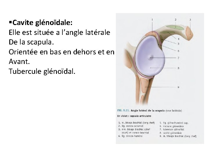 §Cavite glénoïdale: Elle est située a l’angle latérale De la scapula. Orientée en bas