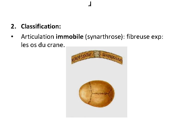 r 2. Classification: • Articulation immobile (synarthrose): fibreuse exp: les os du crane. 