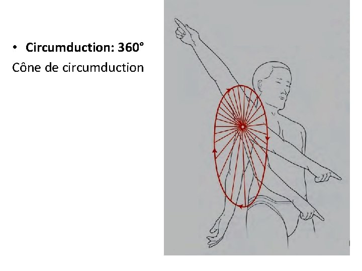  • Circumduction: 360° Cône de circumduction 
