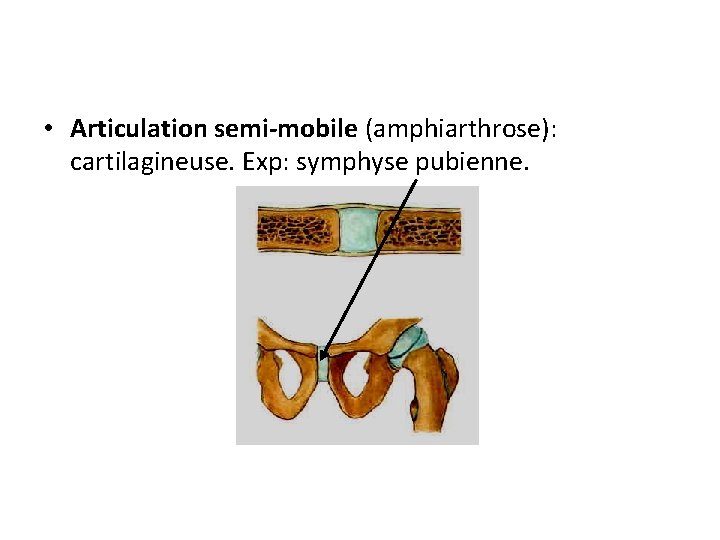  • Articulation semi-mobile (amphiarthrose): cartilagineuse. Exp: symphyse pubienne. 