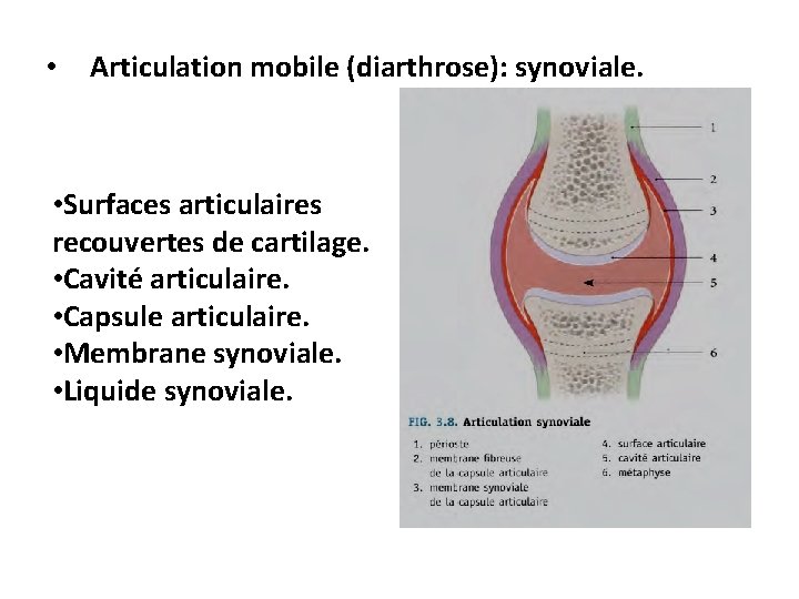  • Articulation mobile (diarthrose): synoviale. • Surfaces articulaires recouvertes de cartilage. • Cavité
