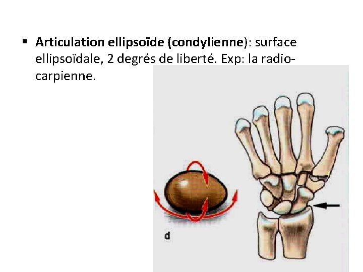 § Articulation ellipsoïde (condylienne): surface ellipsoïdale, 2 degrés de liberté. Exp: la radiocarpienne. 