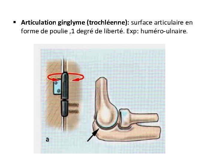 § Articulation ginglyme (trochléenne): surface articulaire en forme de poulie , 1 degré de