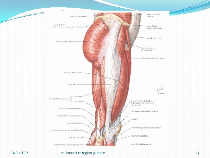 04/01/2022 m. bassin/ m region gluteale 14 