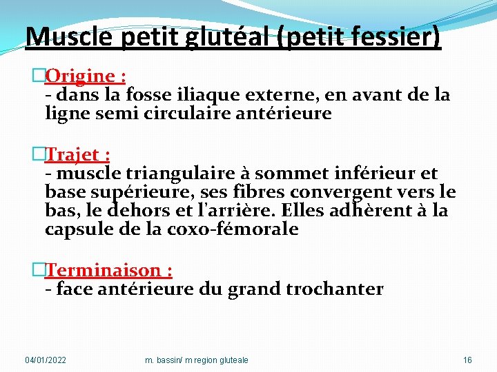 Muscle petit glutéal (petit fessier) �Origine : - dans la fosse iliaque externe, en