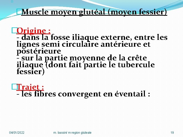 � �Muscle moyen glutéal (moyen fessier) �Origine : - dans la fosse iliaque externe,