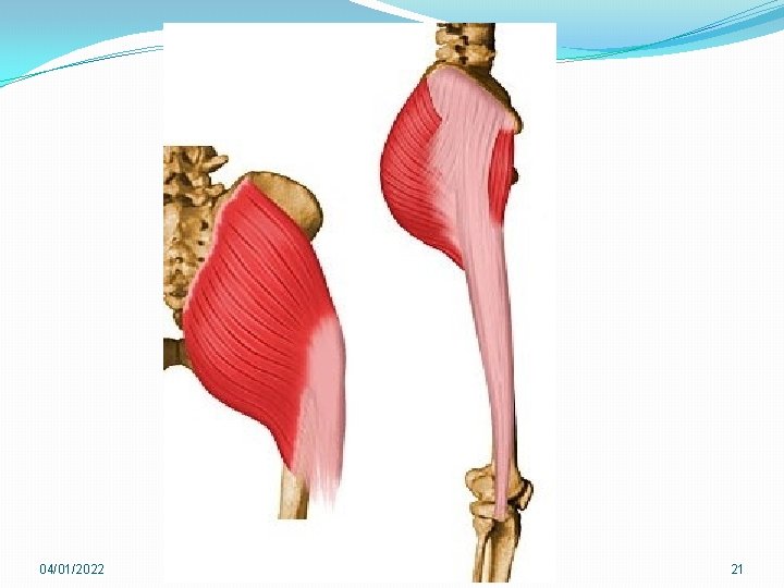 04/01/2022 m. bassin/ m region gluteale 21 