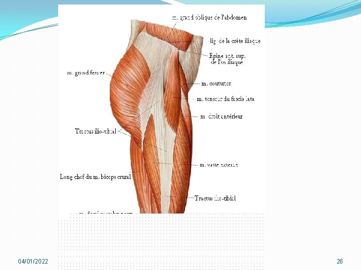 04/01/2022 m. bassin/ m region gluteale 26 