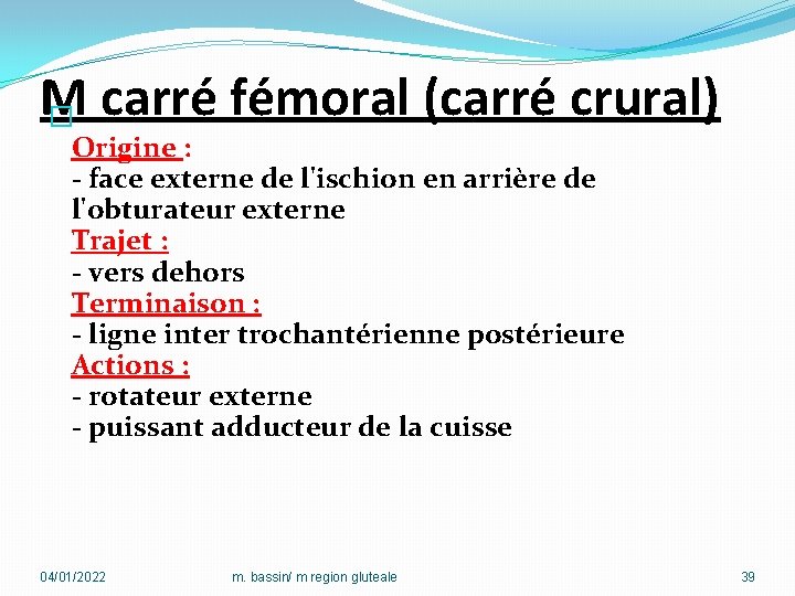 M � carré fémoral (carré crural) Origine : - face externe de l'ischion en