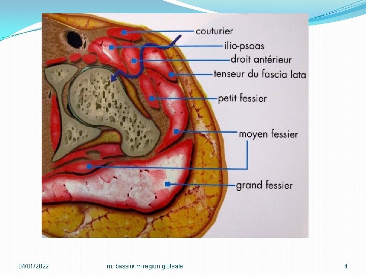 04/01/2022 m. bassin/ m region gluteale 4 