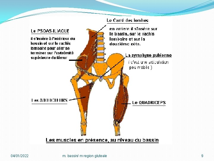 04/01/2022 m. bassin/ m region gluteale 9 