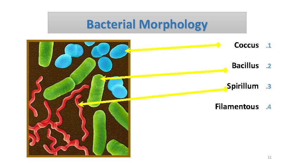 Bacterial Morphology Coccus. 1 Bacillus. 2 Spirillum. 3 Filamentous. 4 11 