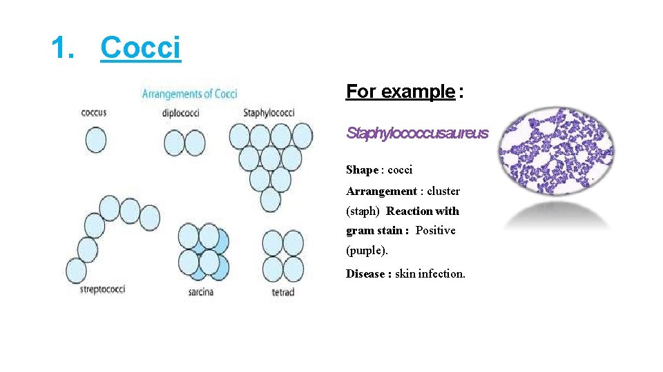 1. Cocci For example : Staphylococcusaureus Shape : cocci Arrangement : cluster (staph) Reaction