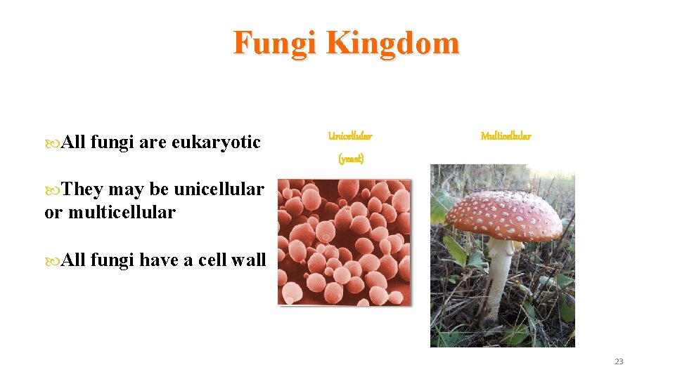 Fungi Kingdom All fungi are eukaryotic Unicellular Multicellular (yeast) They may be unicellular or