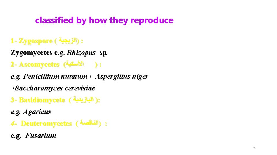 classified by how they reproduce 1 - Zygospore ( )ﺍﻟﺰﻳﺠﻴﺔ : Zygomycetes e. g.