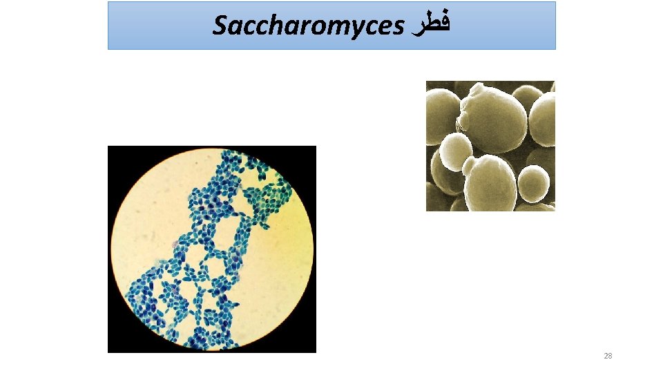 Saccharomyces ﻓﻄﺮ 28 