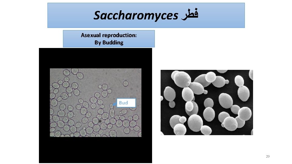 Saccharomyces ﻓﻄﺮ Asexual reproduction: By Budding Bud 29 