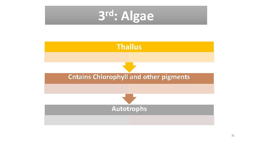 rd 3 : Algae Thallus Cntains Chlorophyll and other pigments Autotrophs 31 