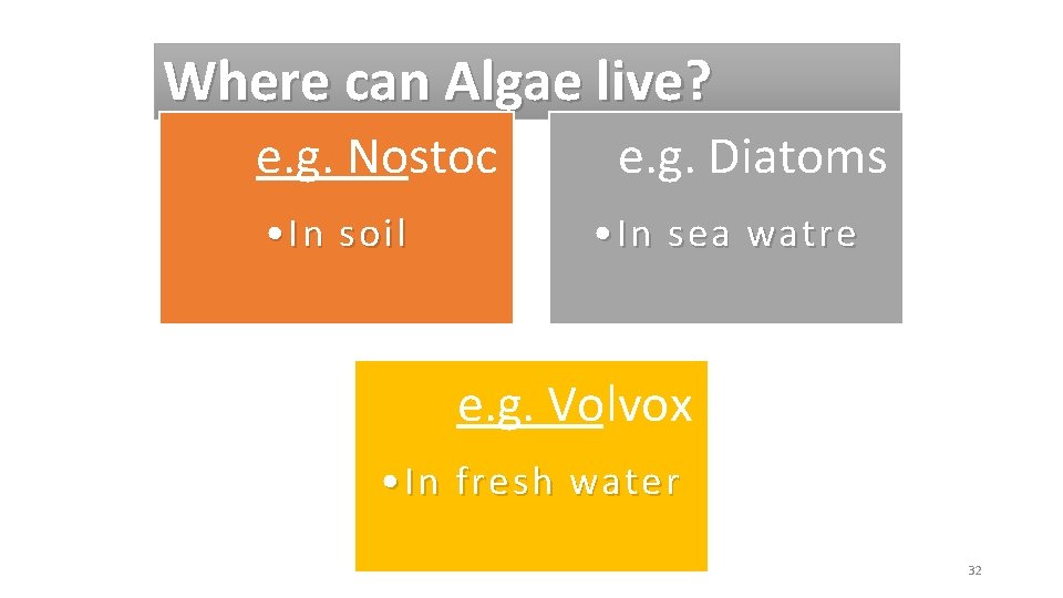 Where can Algae live? e. g. Nostoc • In soil e. g. Diatoms •