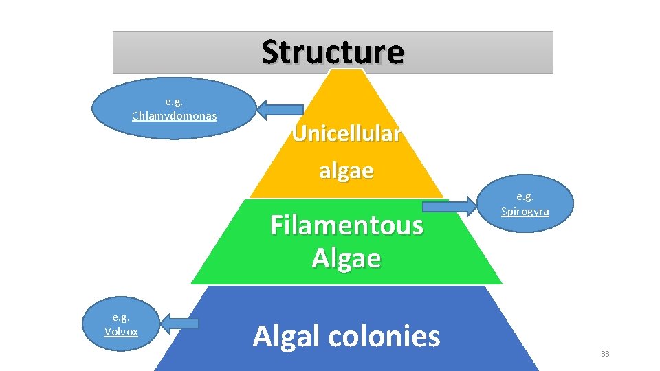 Structure e. g. Chlamydomonas Unicellular algae Filamentous Algae e. g. Volvox Algal colonies e.