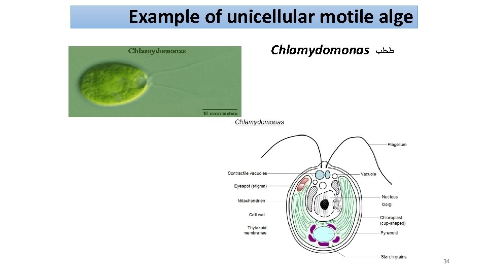 Example of unicellular motile alge Chlamydomonas ﻃﺤﻠﺐ 34 