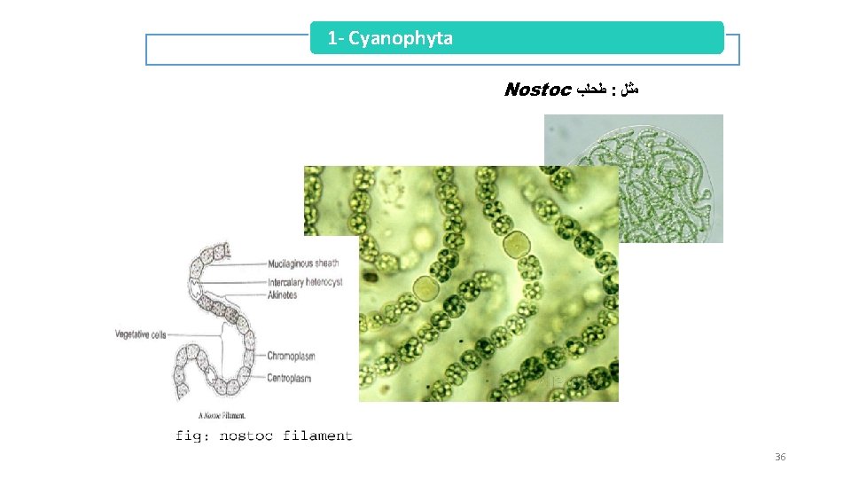 1 - Cyanophyta Nostoc ﻃﺤﻠﺐ : ﻣﺜﻞ 36 