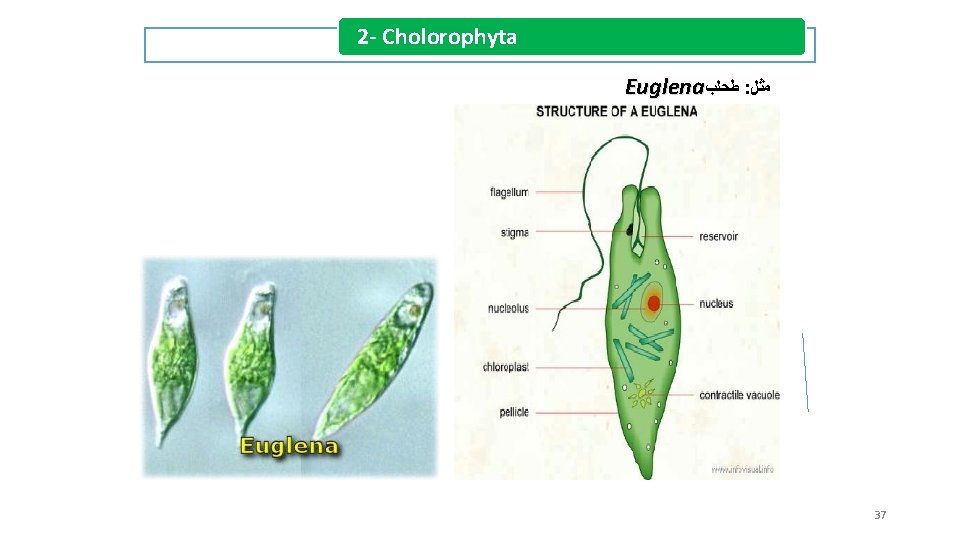 2 - Cholorophyta Euglena ﻃﺤﻠﺐ : ﻣﺜﻞ 37 