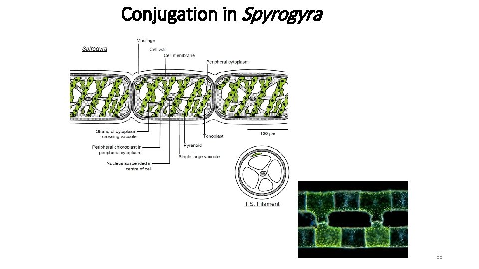 Conjugation in Spyrogyra 38 