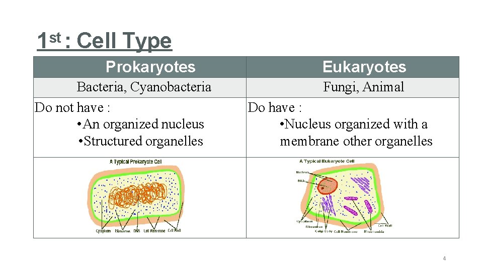 1 st : Cell Type Prokaryotes Bacteria, Cyanobacteria Do not have : • An