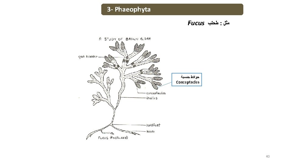 3 - Phaeophyta Fucus ﻃﺤﻠﺐ : ﻣﺜﻞ ﺣﻮﺍﻓﻆ ﺟﻨﺴﻴﺔ Conceptacles 40 