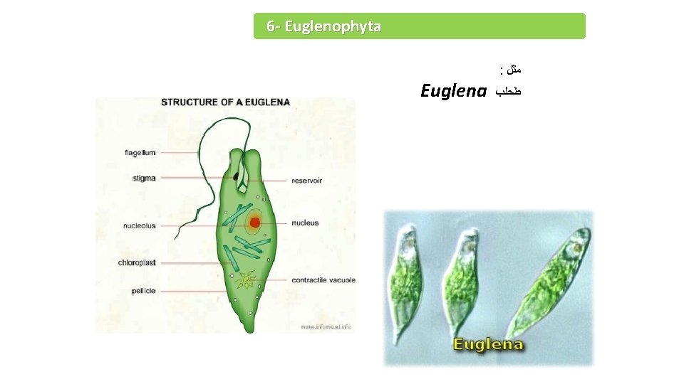 6 - Euglenophyta Euglena : ﻣﺜﻞ ﻃﺤﻠﺐ 