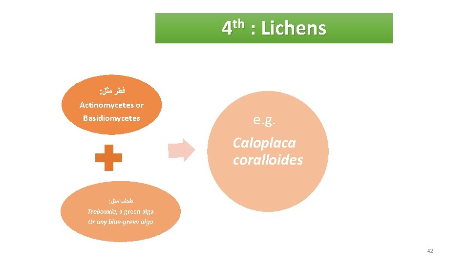 4 th : Lichens : ﻓﻄﺮ ﻣﺜﻞ Actinomycetes or Basidiomycetes e. g. Caloplaca coralloides