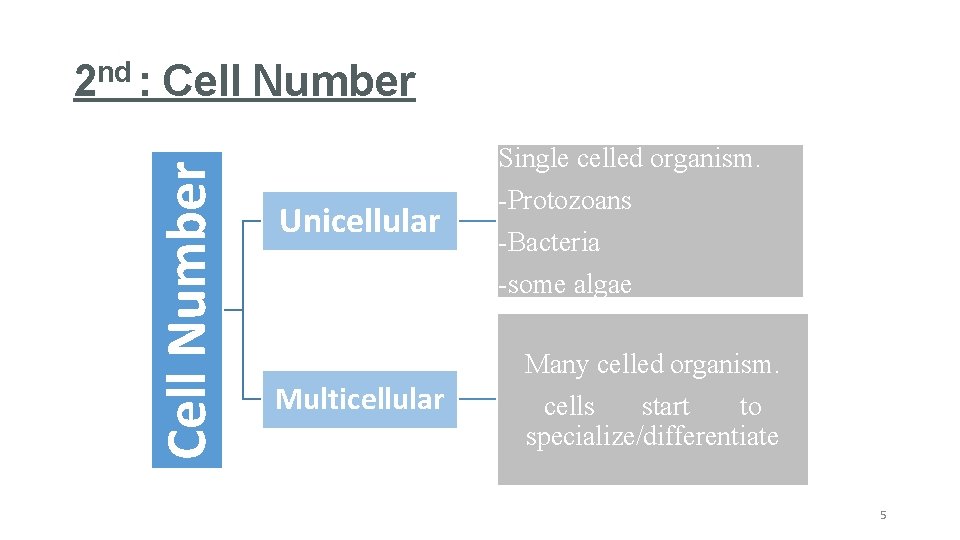 Cell Number 2 nd : Cell Number Single celled organism. Unicellular Multicellular -Protozoans -Bacteria