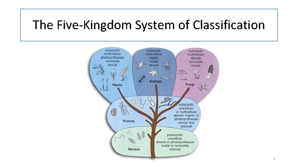 The Five-Kingdom System of Classification 7 