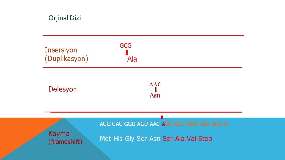 Orjinal Dizi AUG CAC GGU AAC GCG CCG GUU AAA UGG Met-His-Gly-Ser-Asn-Ala-Pro-Val-Lys-Trp İnsersiyon (Duplikasyon)