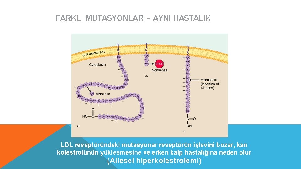 FARKLI MUTASYONLAR – AYNI HASTALIK LDL reseptöründeki mutasyonar reseptörün işlevini bozar, kan kolestrolünün yüklesmesine