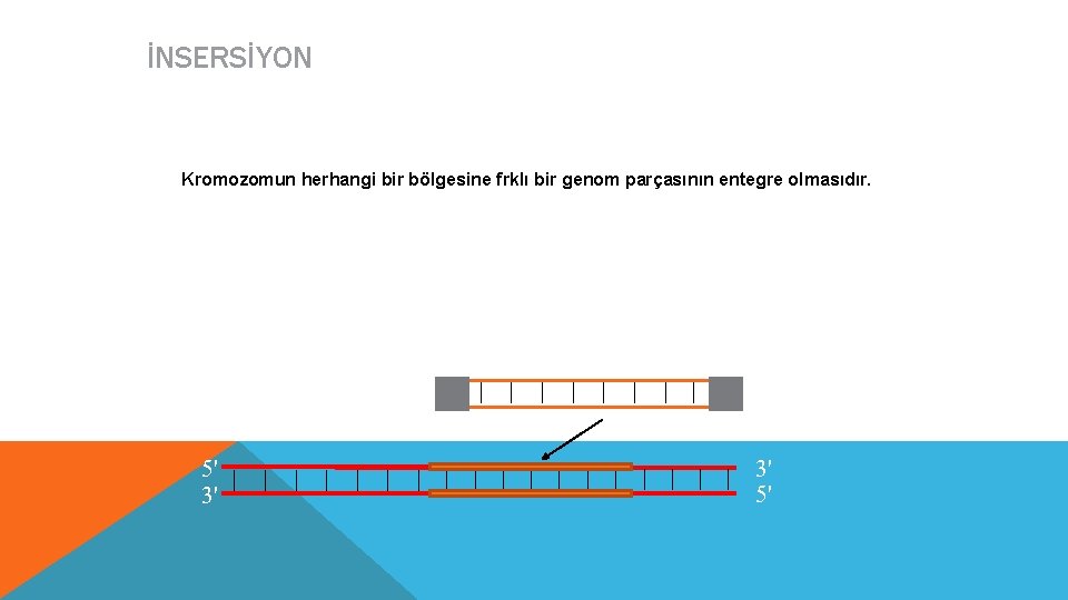 İNSERSİYON Kromozomun herhangi bir bölgesine frklı bir genom parçasının entegre olmasıdır. Insertion mutations 5'