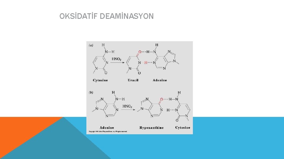 OKSİDATİF DEAMİNASYON 