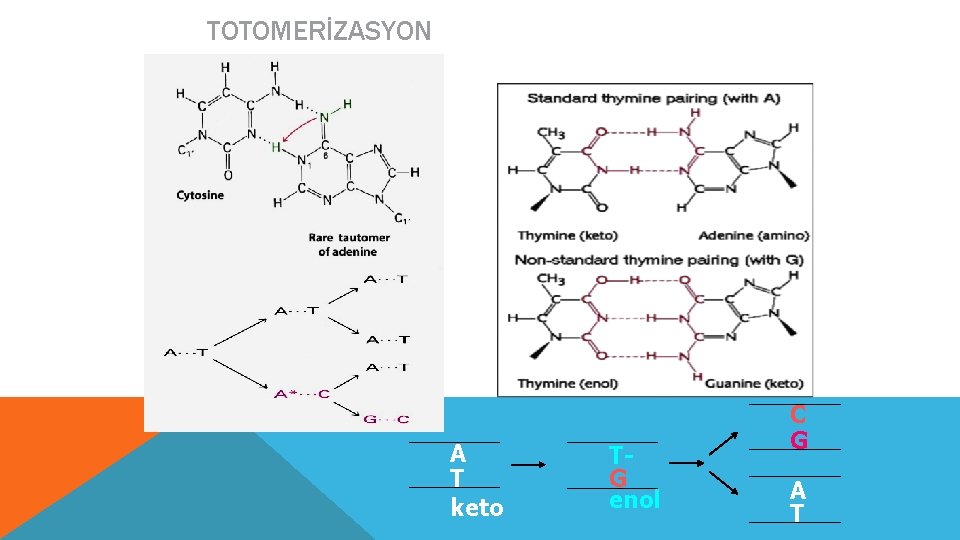 TOTOMERİZASYON A T keto TG enol C G A T 