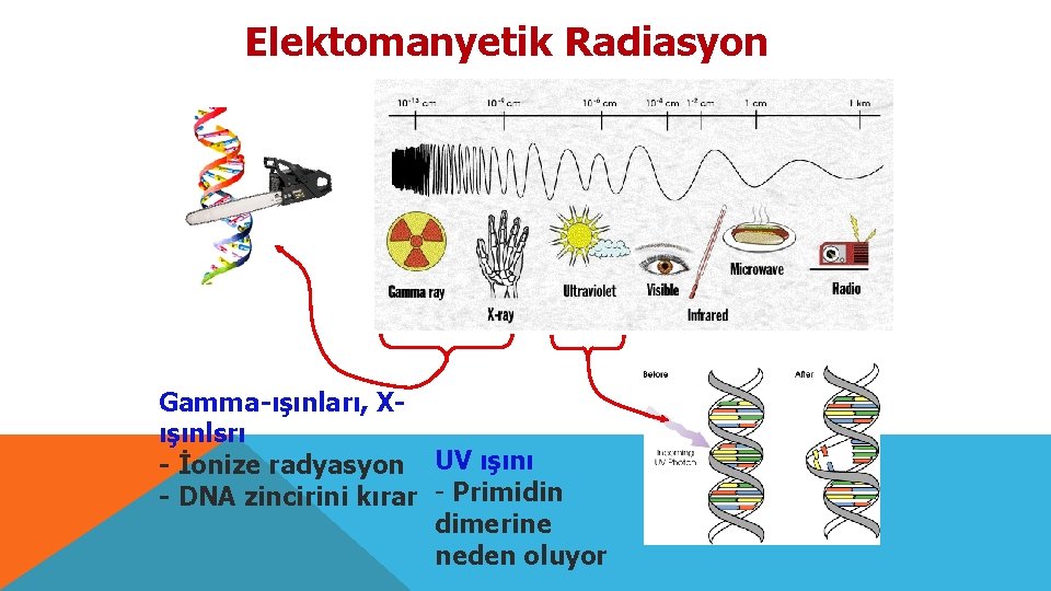 Elektomanyetik Radiasyon Gamma-ışınları, Xışınlsrı - İonize radyasyon UV ışını - DNA zincirini kırar -