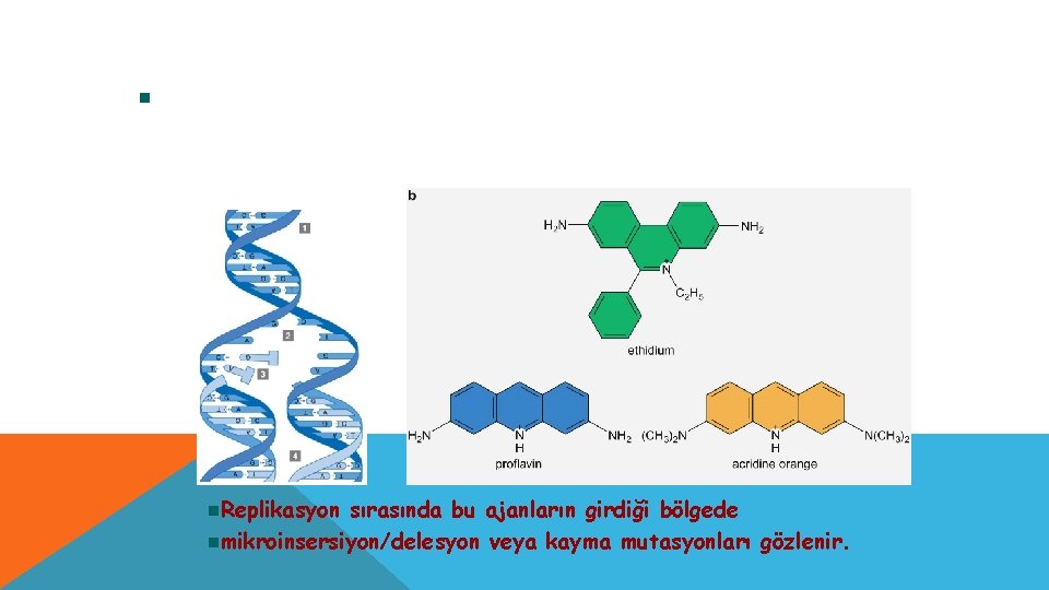 Interşalasyon Ajanlar n. Bu mutajenler DNA çift zincirinin arasına girerek mutasyon yaprlar Örnek ajanlar;