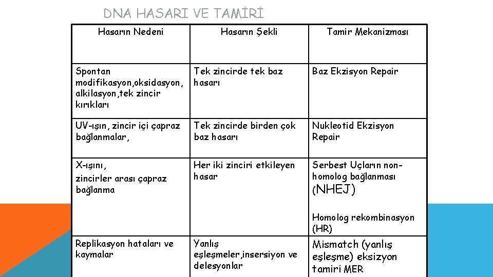 DNA HASARI VE TAMİRİ Hasarın Nedeni Hasarın Şekli Tamir Mekanizması Spontan modifikasyon, oksidasyon, alkilasyon,