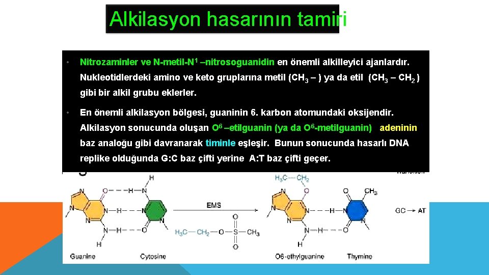 Alkilasyon hasarının tamiri • Nitrozaminler ve N-metil-N 1 –nitrosoguanidin en önemli alkilleyici ajanlardır. Nukleotidlerdeki