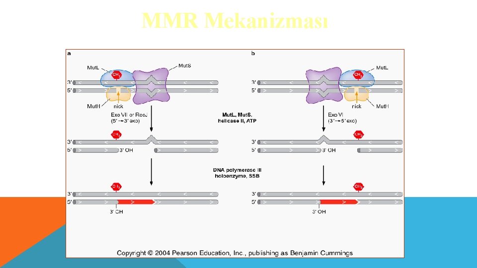 MMR Mekanizması 