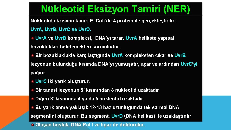 Nükleotid Eksizyon Tamiri (NER) Nukleotid ekzisyon tamiri E. Coli’de 4 protein ile gerçekleştirilir: Uvr.